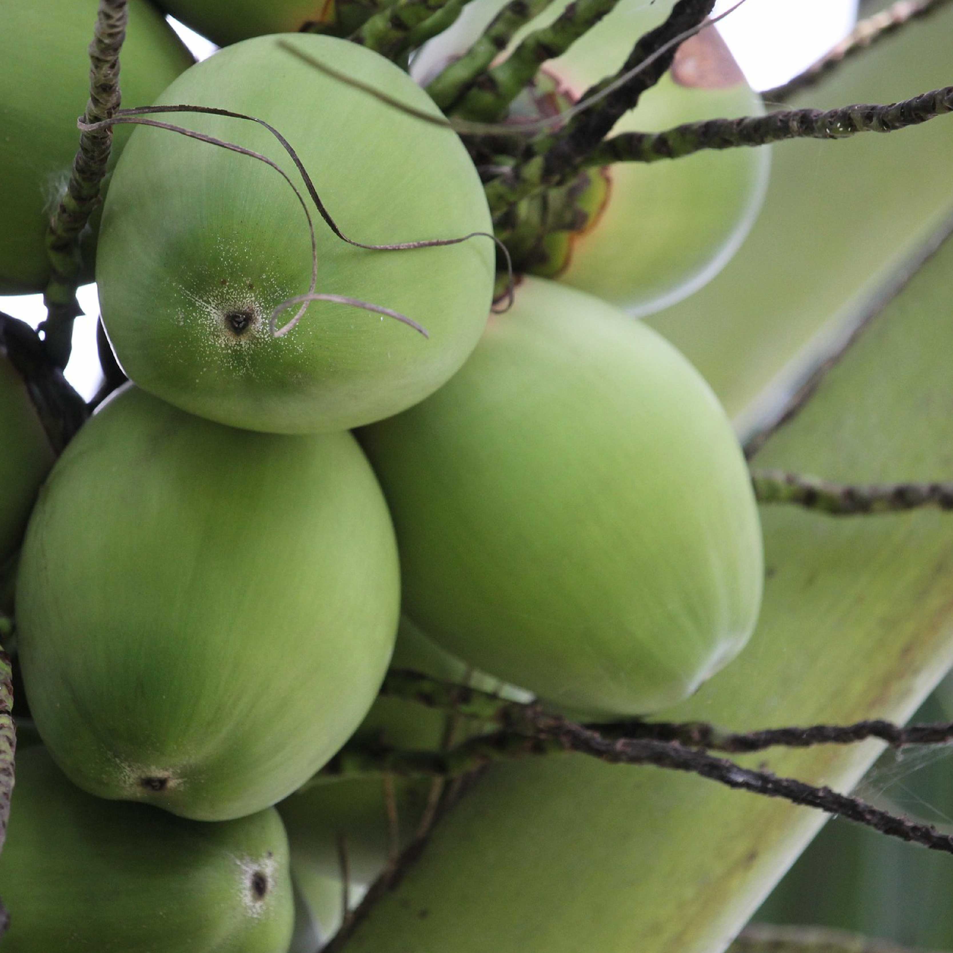 COCONUT-DERIVED ANIONIC SURFACTANT