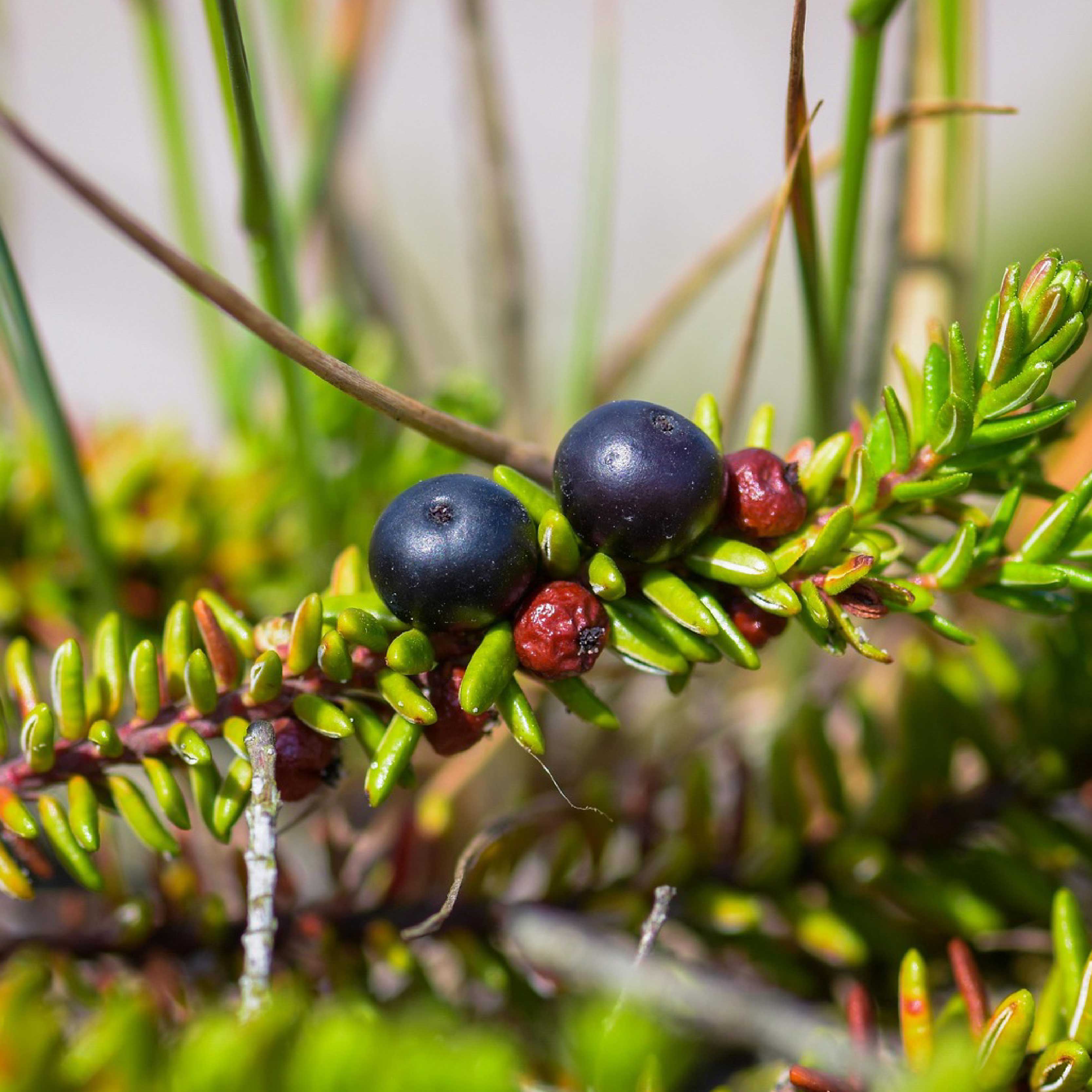 CROWBERRY EXTRACT