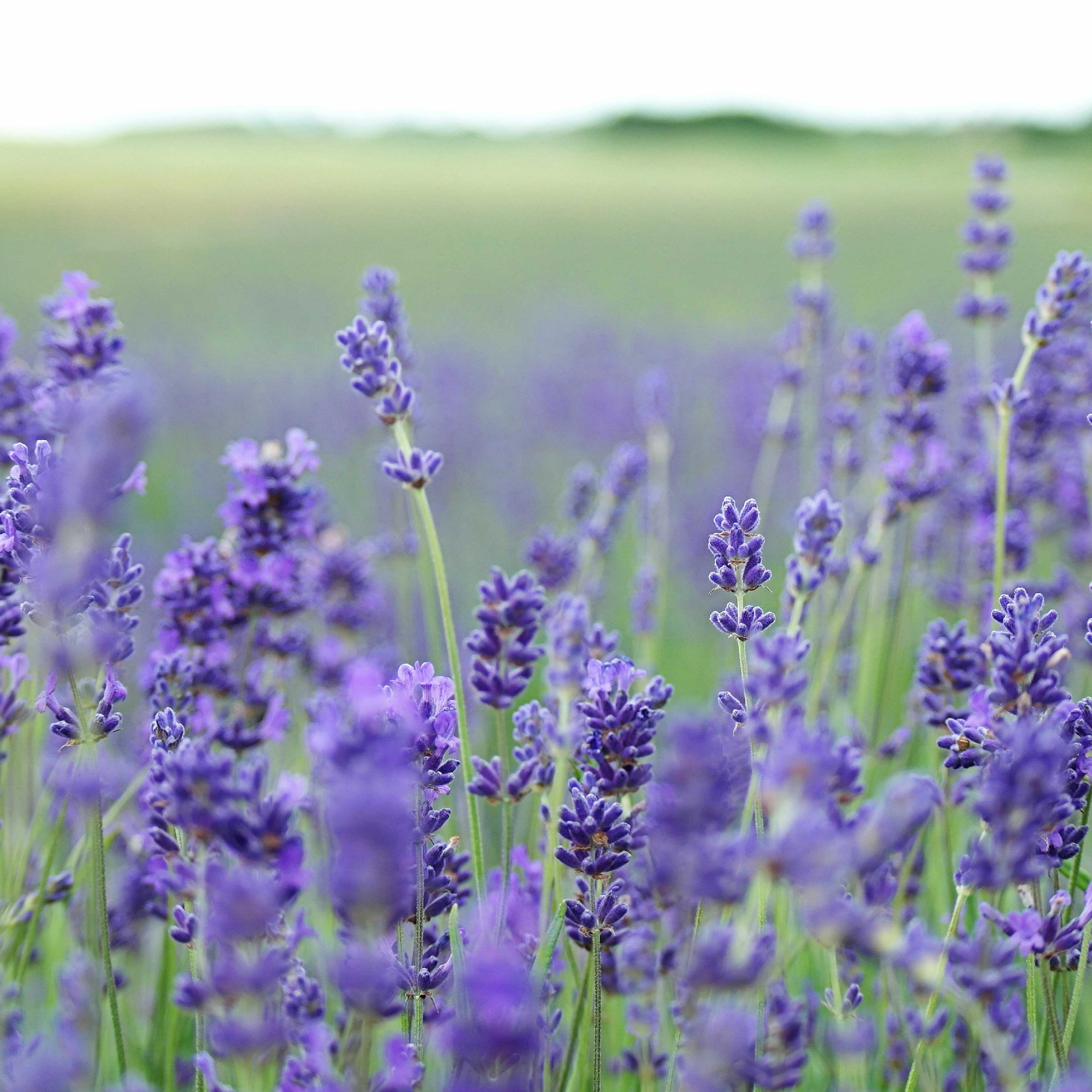HIGH ALTITUDE LAVENDER