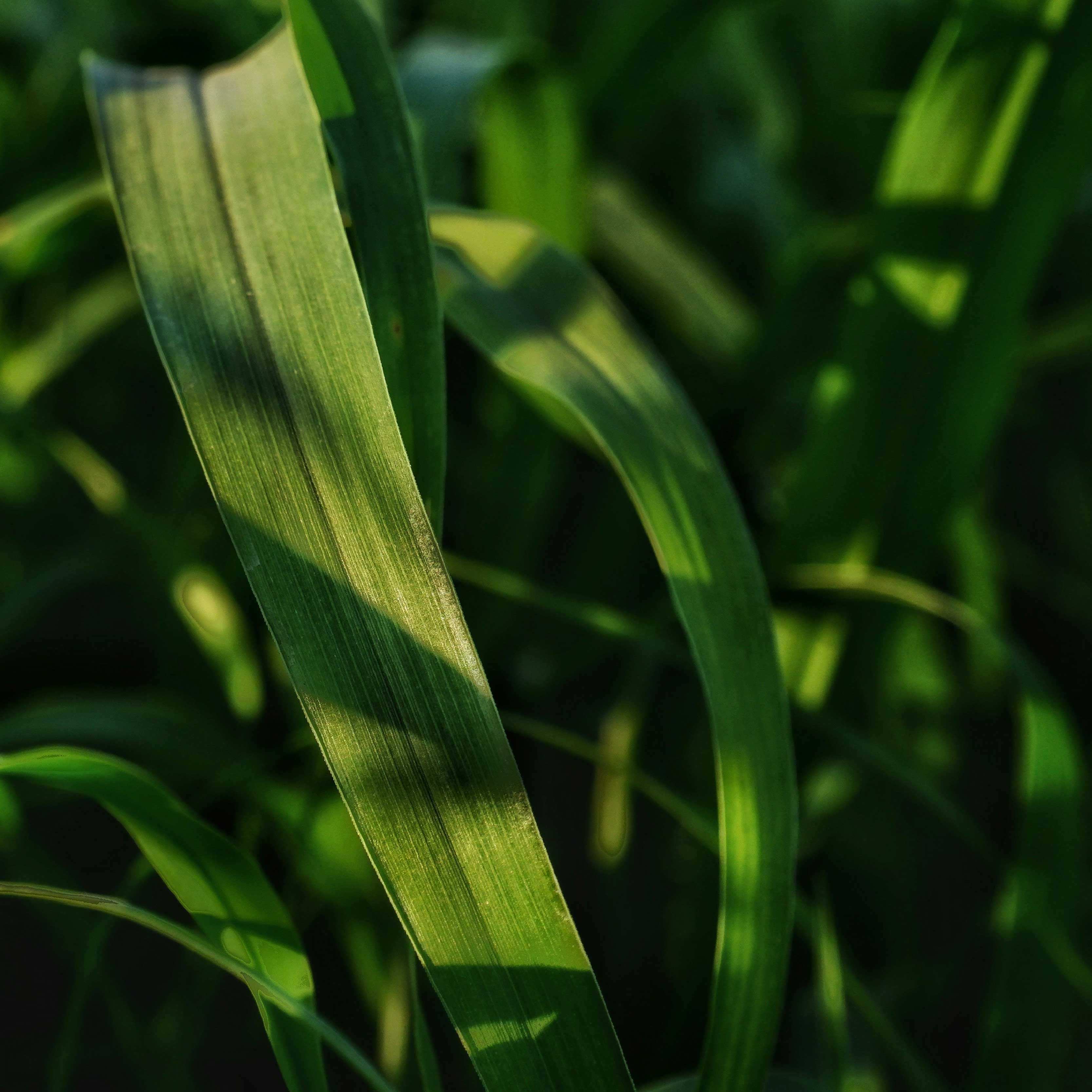 NATURALLY DERIVED SURFACANTS