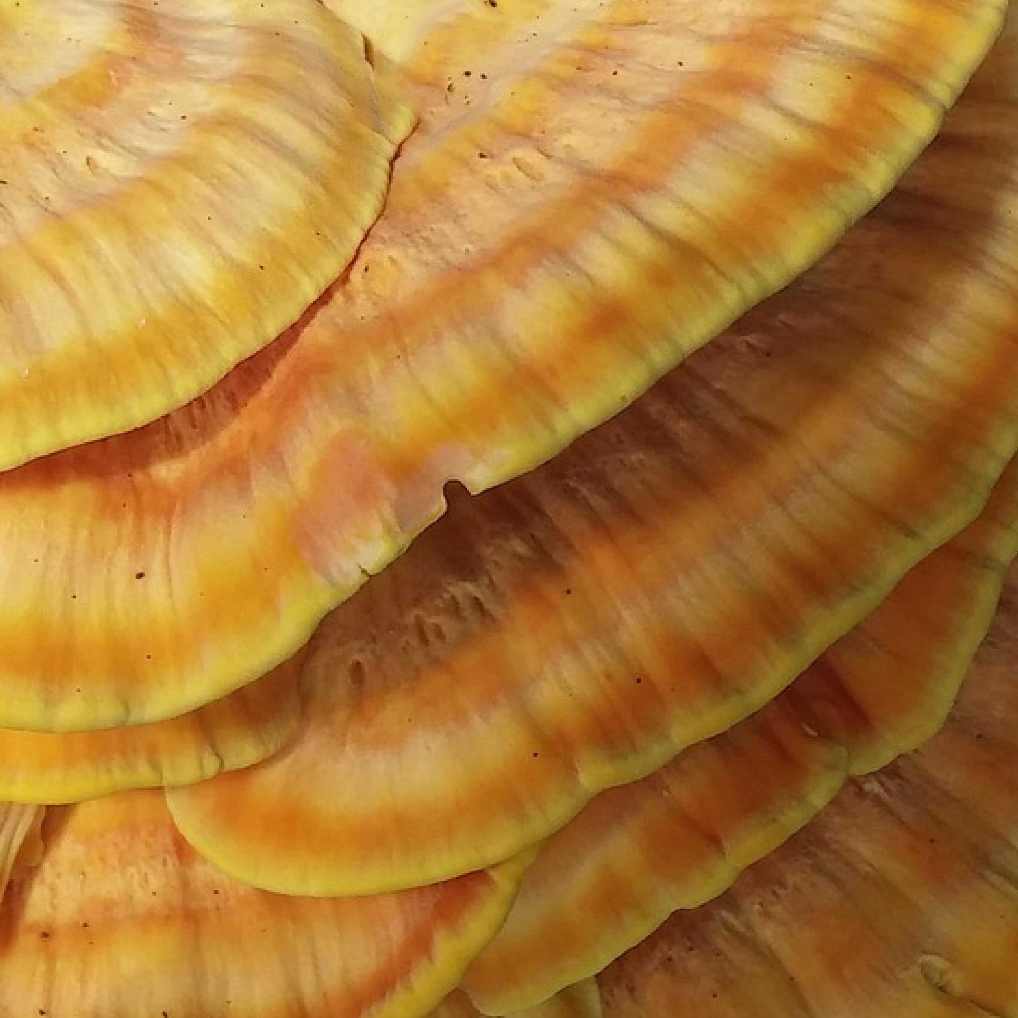REISHI MUSHROOM