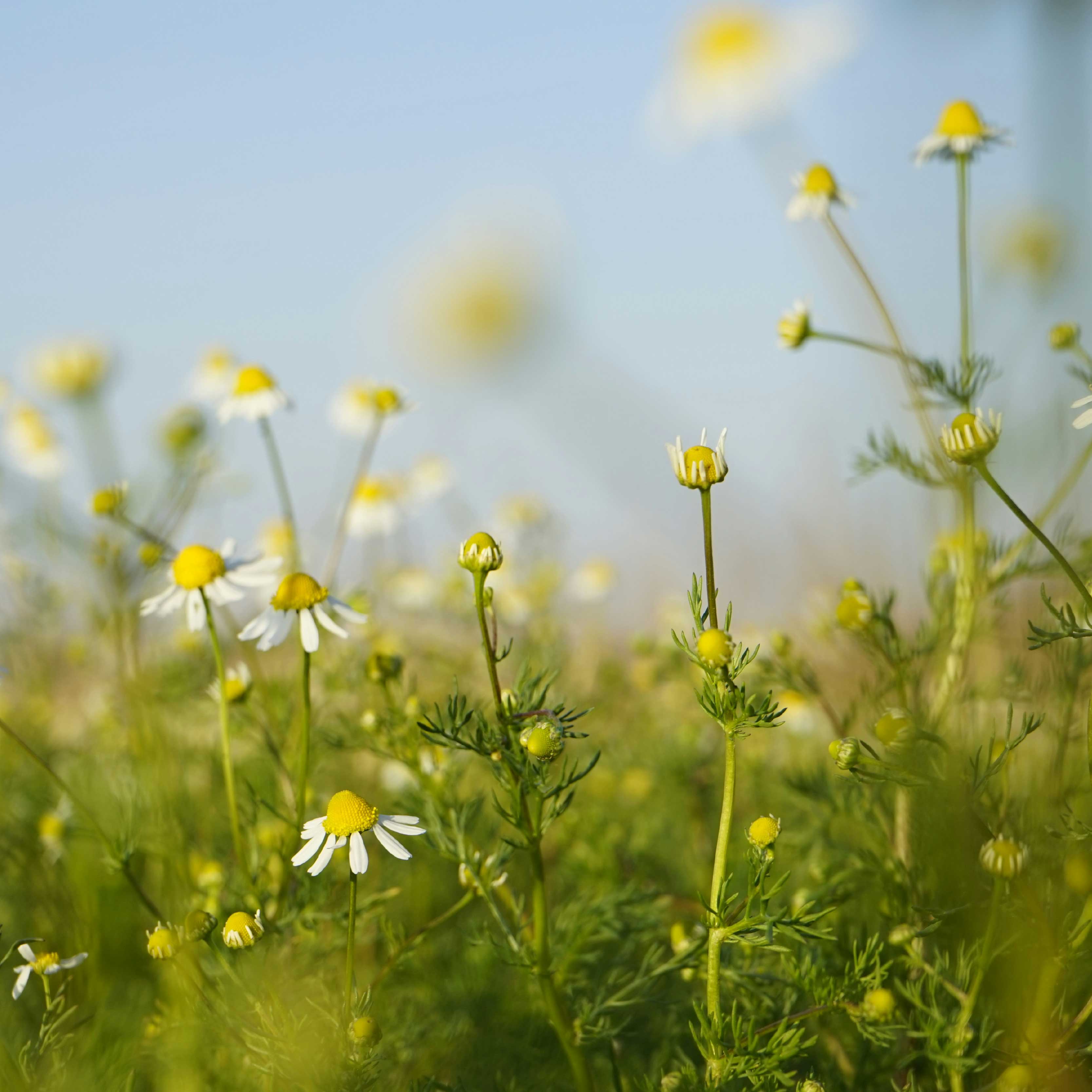 ROMAN CHAMOMILE