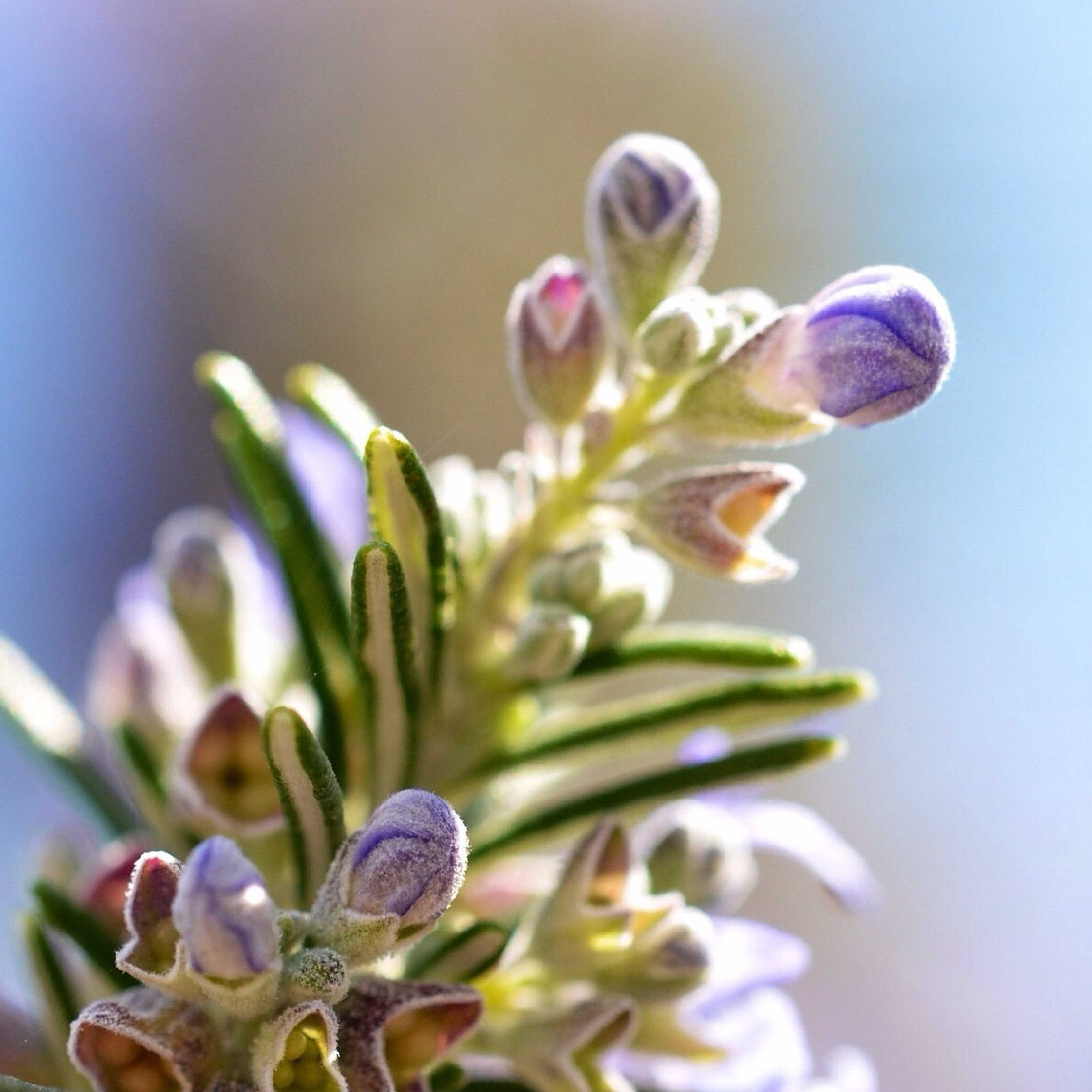 BLEND OF ESSENTIAL OILS