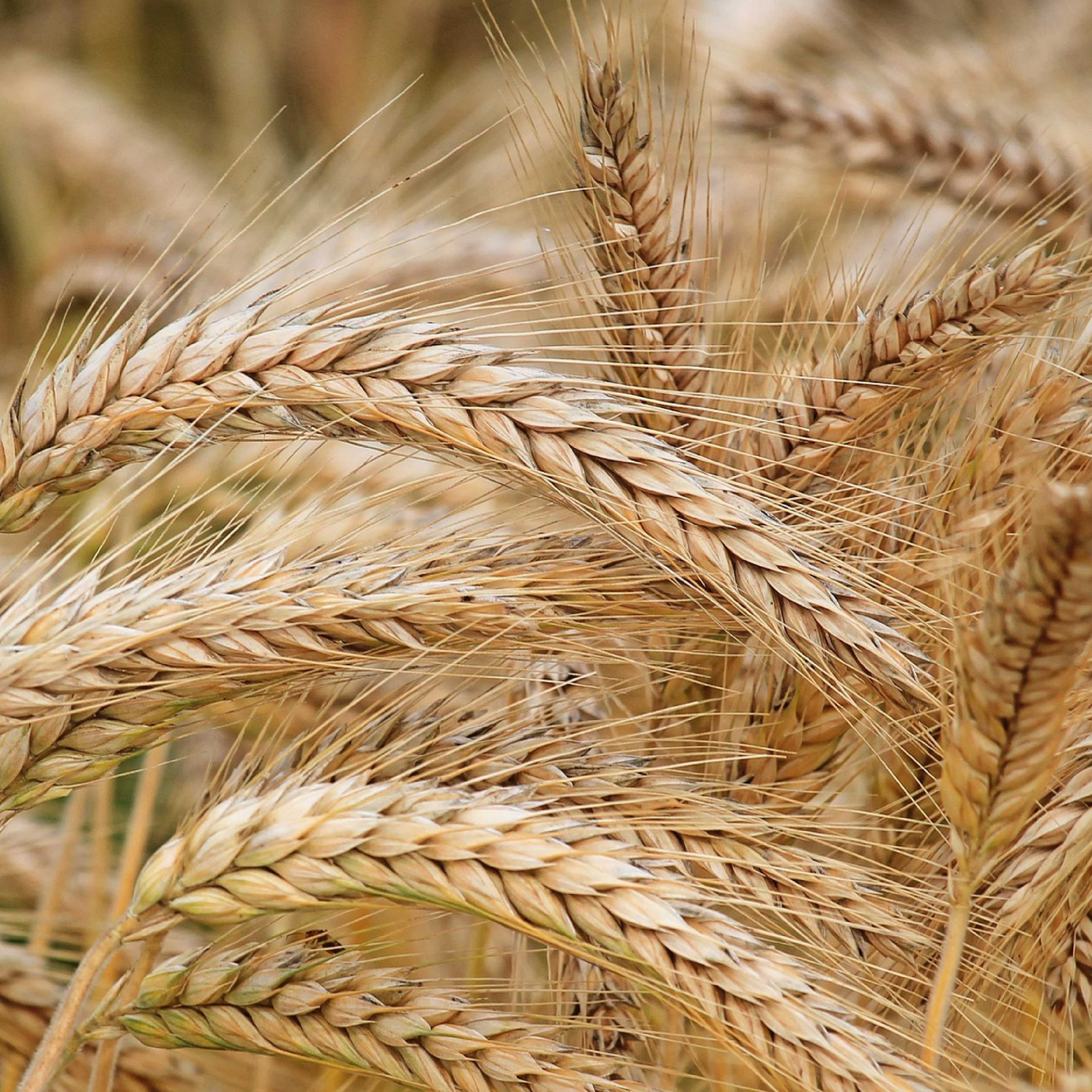 SACCHARIDE ISOMERATE