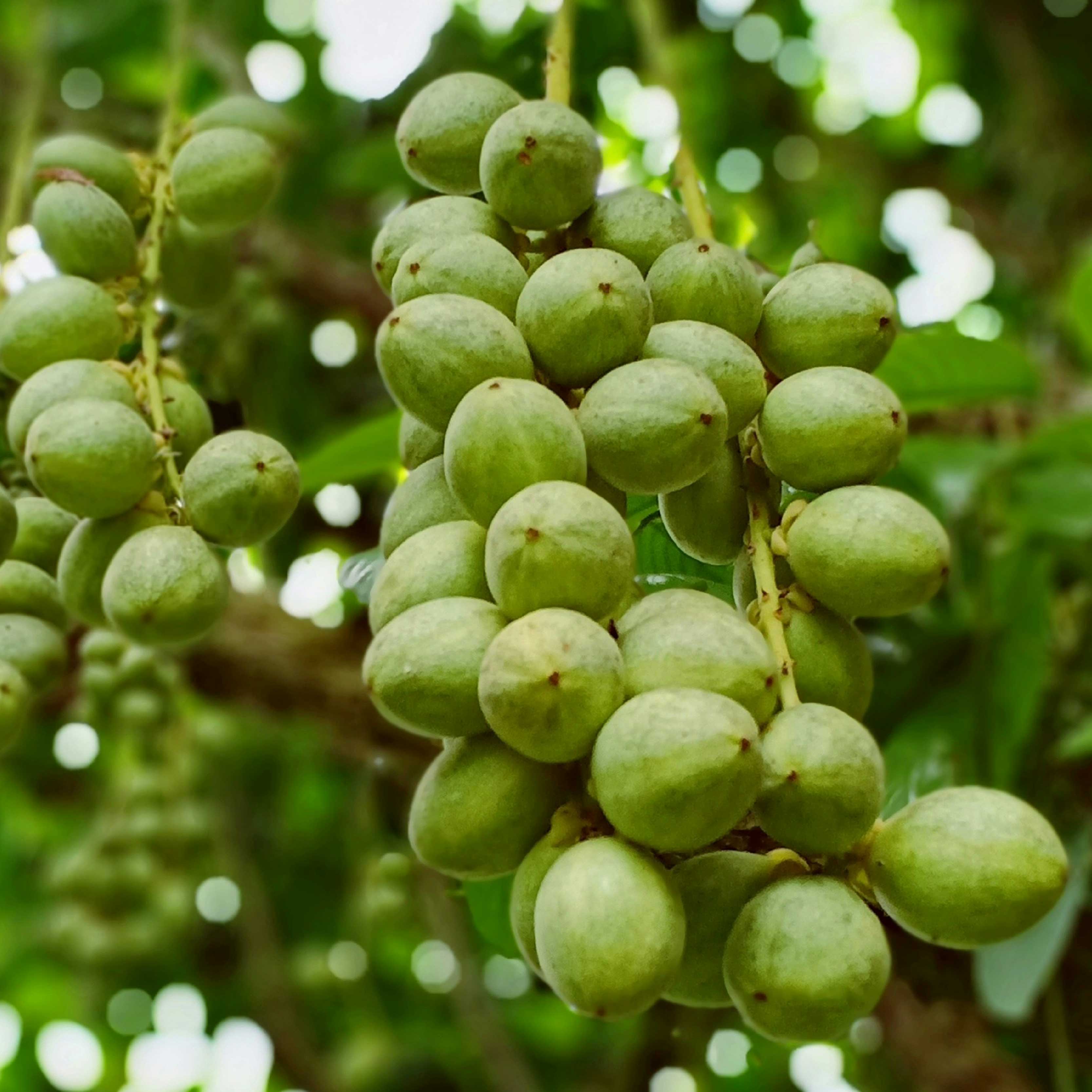 SHEA BUTTER & JOJOBA