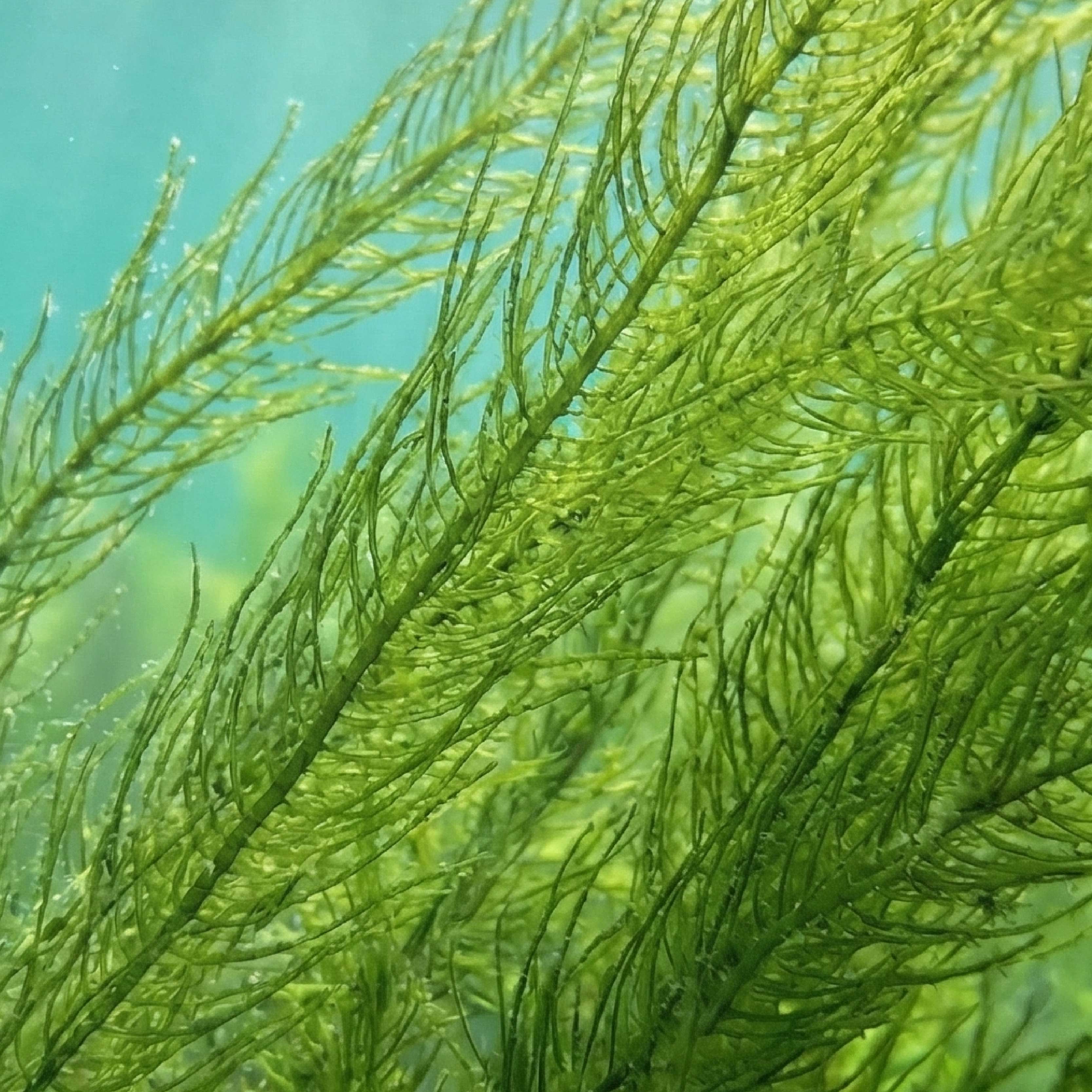 NIACINAMIDE AND SPIRULINA