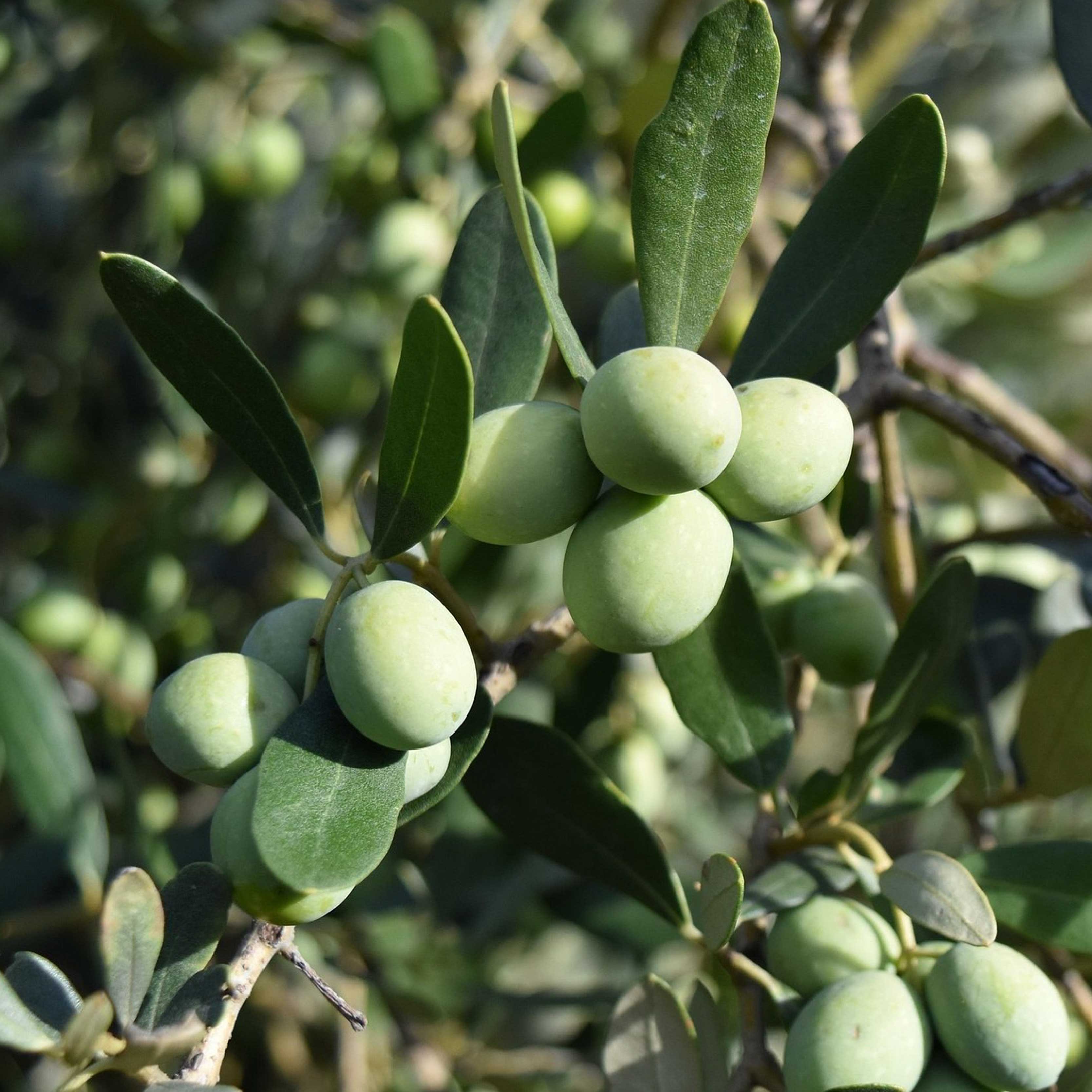 RICE BRAN WAX AND SQUALANE